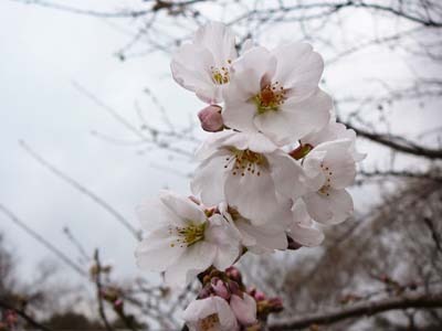 千葉県立茂原樟陽高等学校の近所の桜