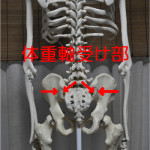 骨盤内の体重軸受け部