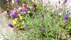 千葉県茂原市整体カイロオステ楽楽屋駐車場の初夏の花