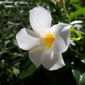 千葉県茂原市の白い花