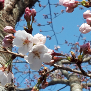 千葉県茂原市の遊歩道の桜
