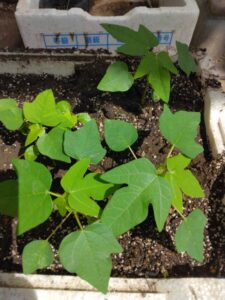 茂原市の住宅地で発芽したパパイヤ