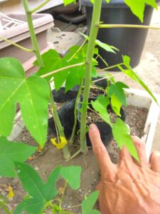 茂原市の住宅地でパパイヤが育っている