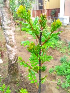 山椒が芽吹いた